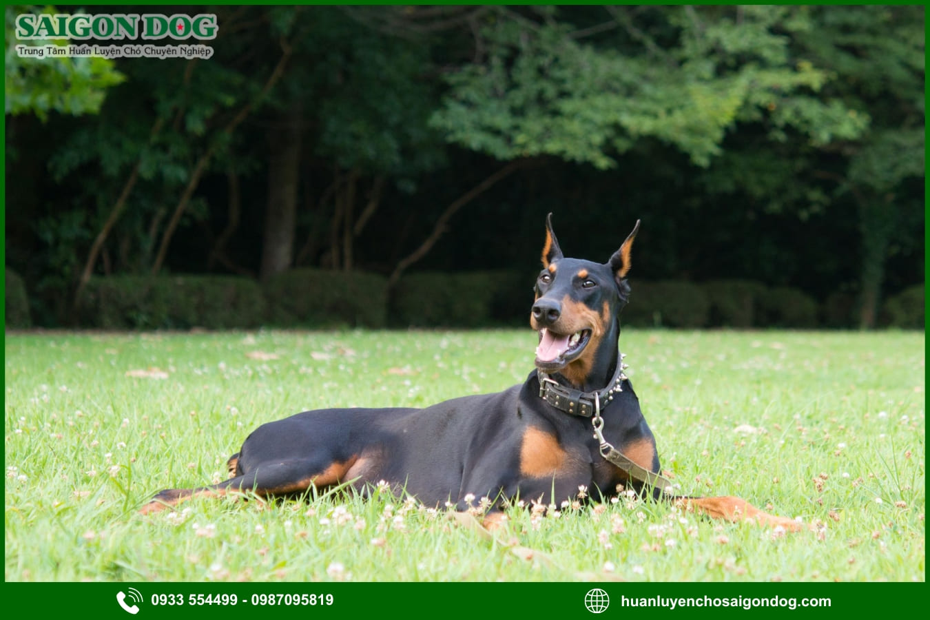 Những lưu ý quan trọng khi huấn luyện chó Doberman