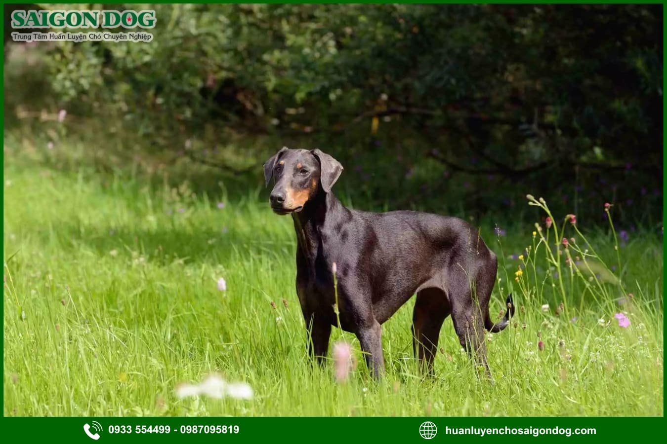Những lưu ý quan trọng khi huấn luyện chó Doberman