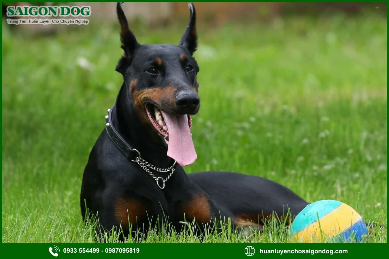 Những lưu ý quan trọng khi huấn luyện chó Doberman