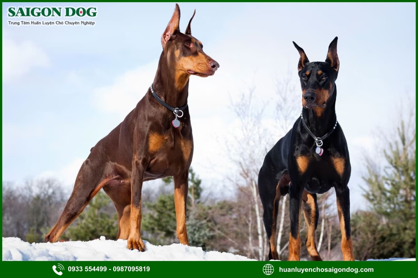 Những lưu ý quan trọng khi huấn luyện chó Doberman