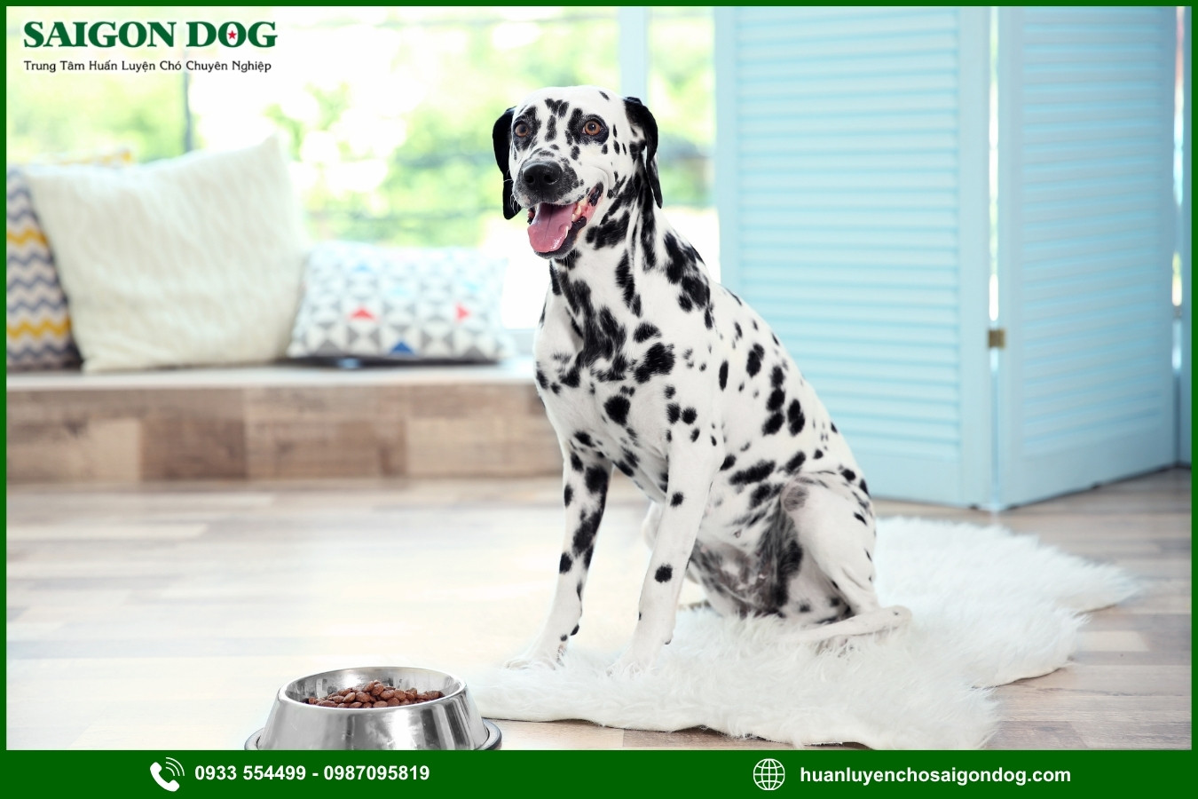 Những lưu ý quan trọng khi huấn luyện chó đốm Dalmatian