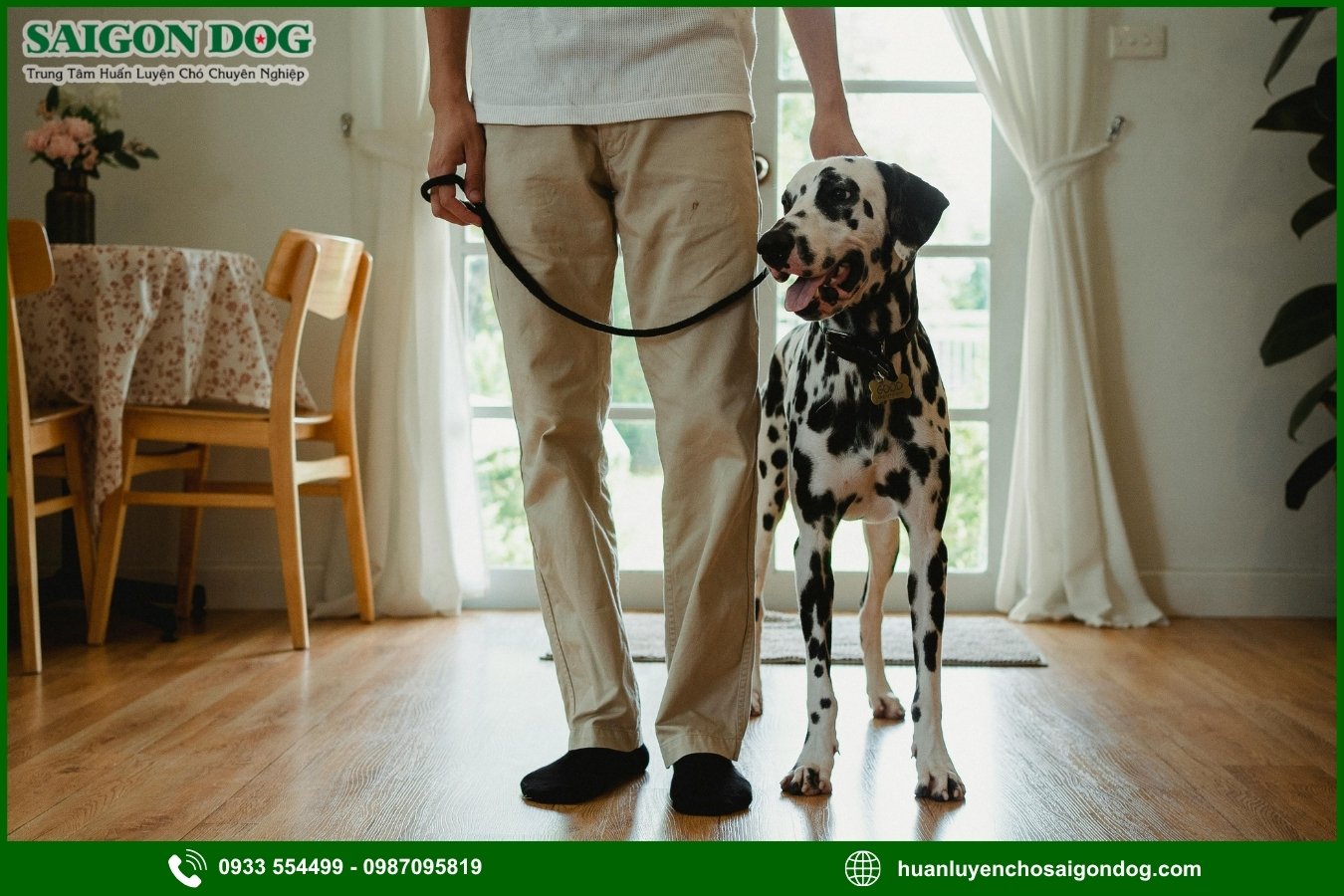 Những lưu ý quan trọng khi huấn luyện chó đốm Dalmatian