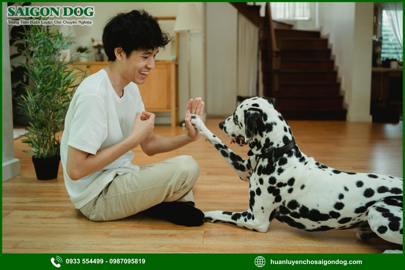 Những lưu ý quan trọng khi huấn luyện chó đốm Dalmatian
