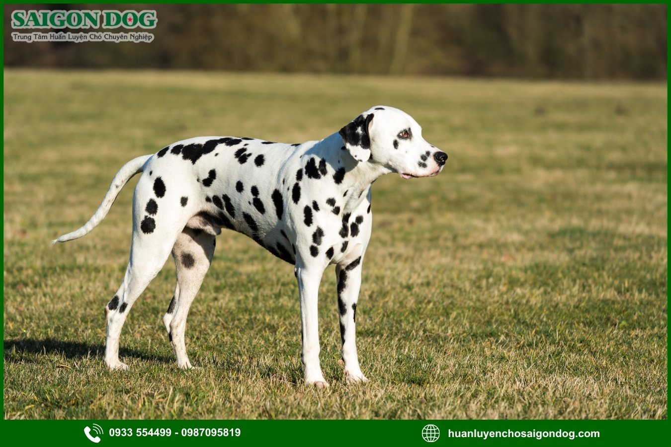 Những lưu ý quan trọng khi huấn luyện chó đốm Dalmatian