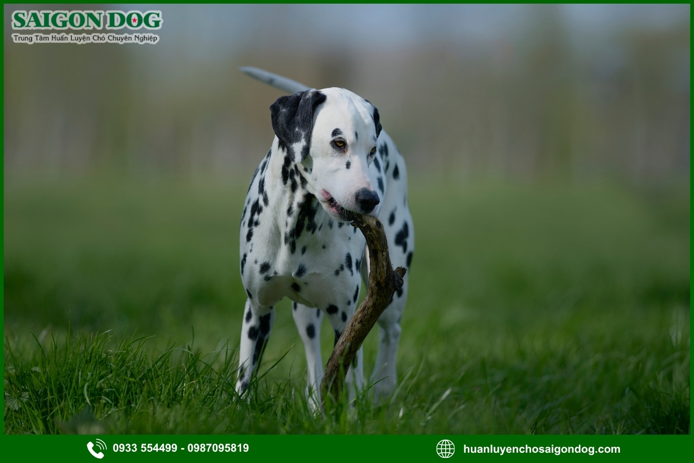 Những lưu ý quan trọng khi huấn luyện chó đốm Dalmatian