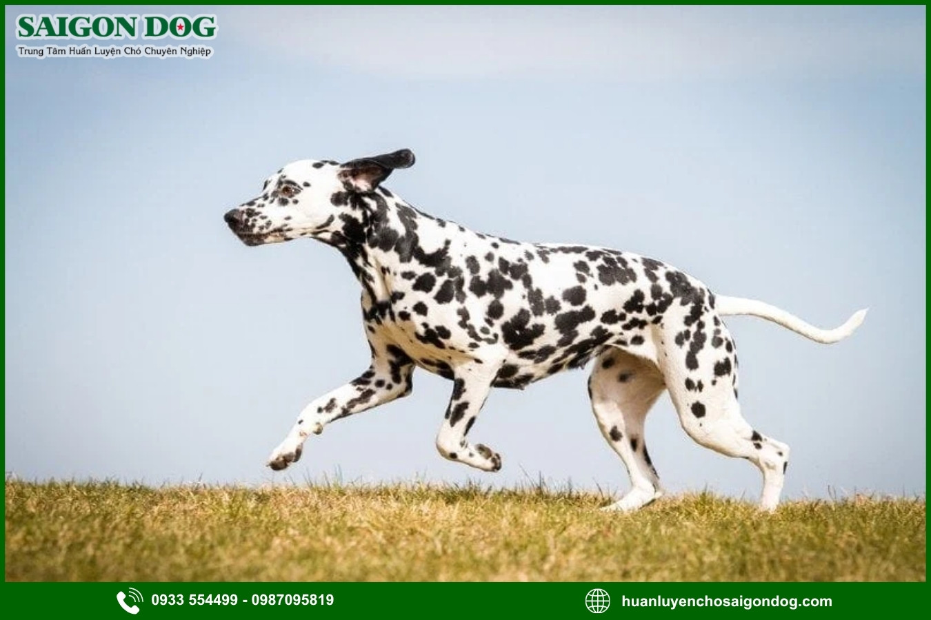Những lưu ý quan trọng khi huấn luyện chó đốm Dalmatian