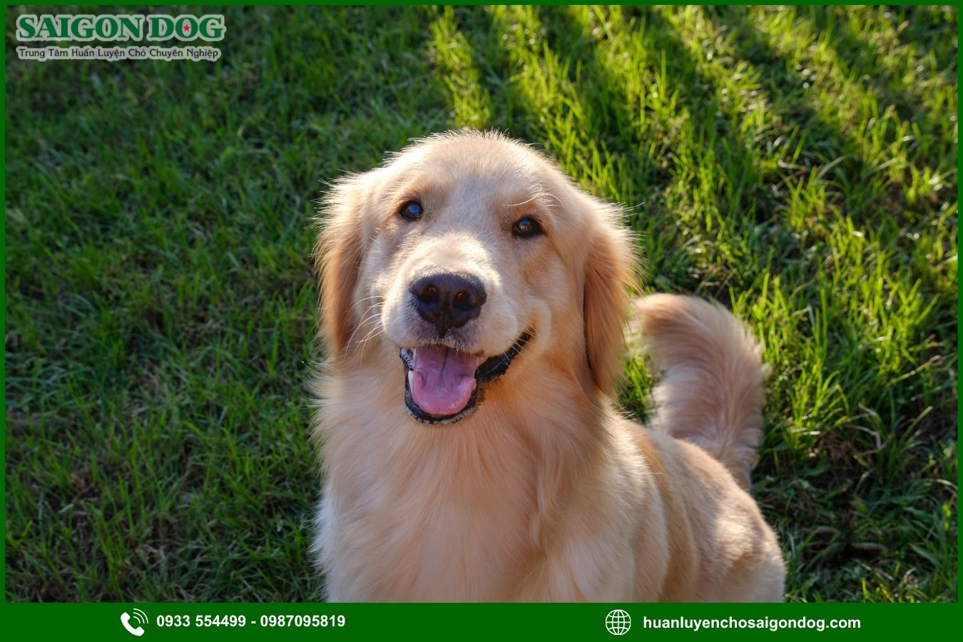Những lưu ý quan trọng khi huấn luyện chó Golden