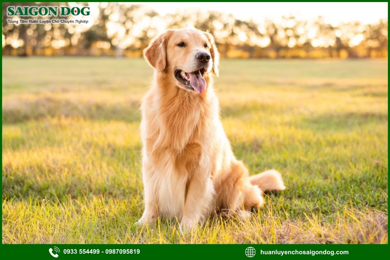 Những lưu ý quan trọng khi huấn luyện chó Golden