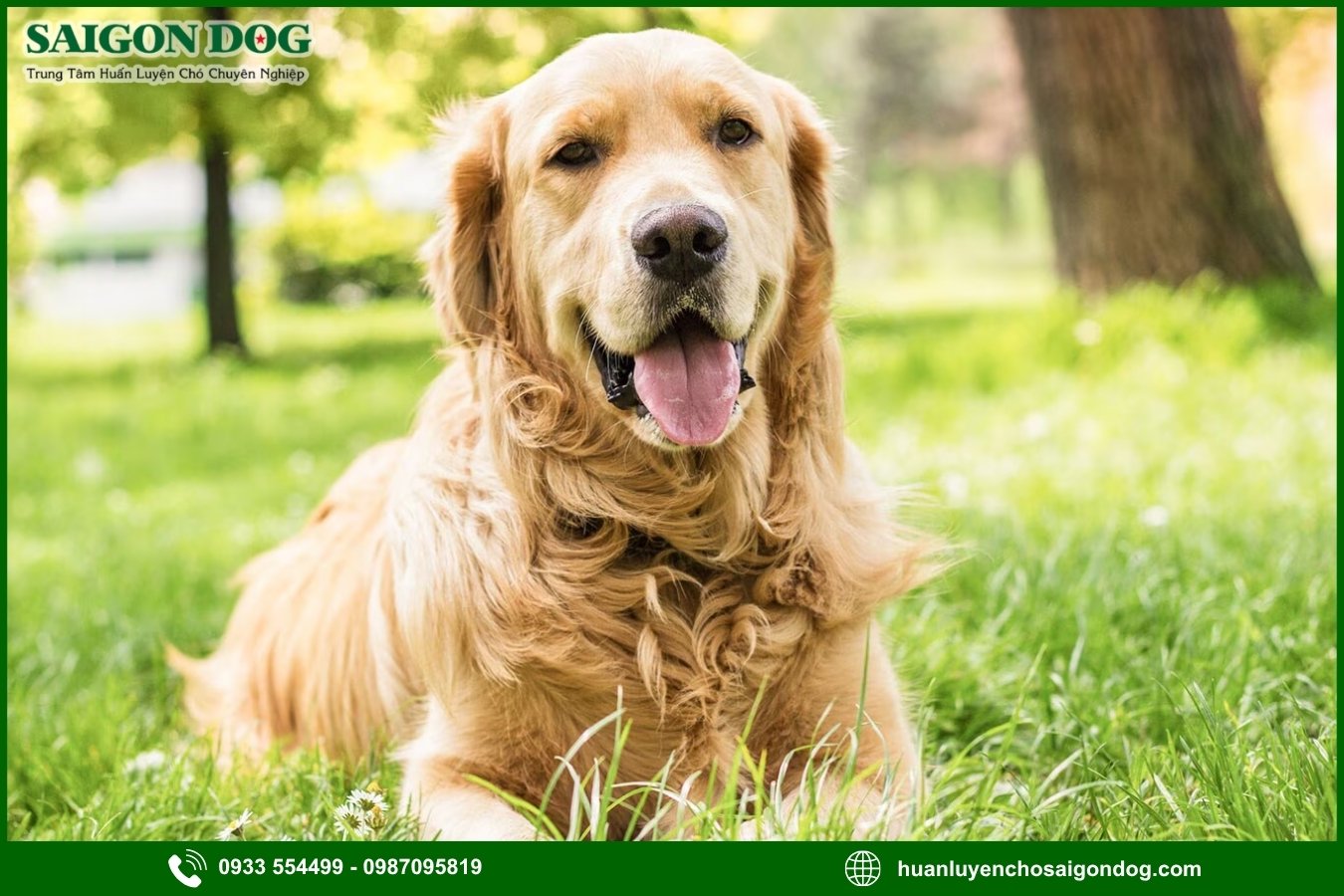 Những lưu ý quan trọng khi huấn luyện chó Golden