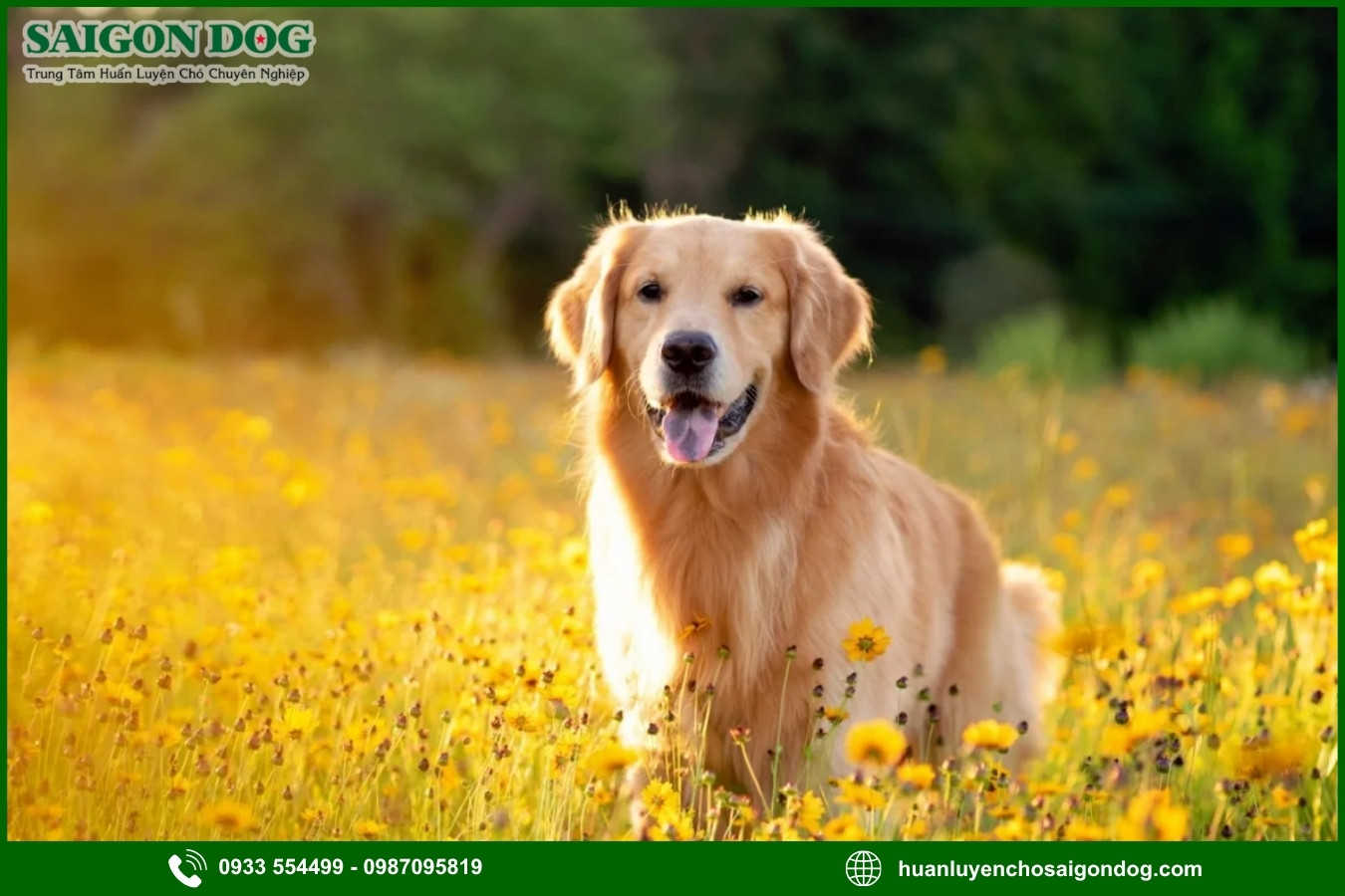 Những lưu ý quan trọng khi huấn luyện chó Golden