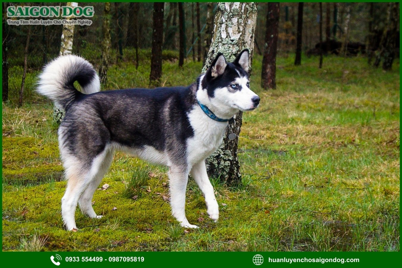 Những lưu ý quan trọng khi huấn luyện chó Husky