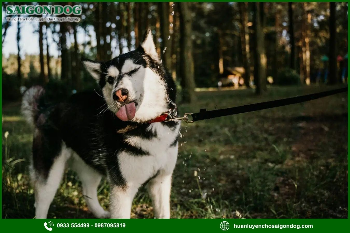 Những lưu ý quan trọng khi huấn luyện chó Husky