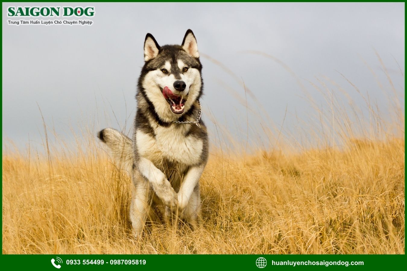 Những lưu ý quan trọng khi huấn luyện chó Husky