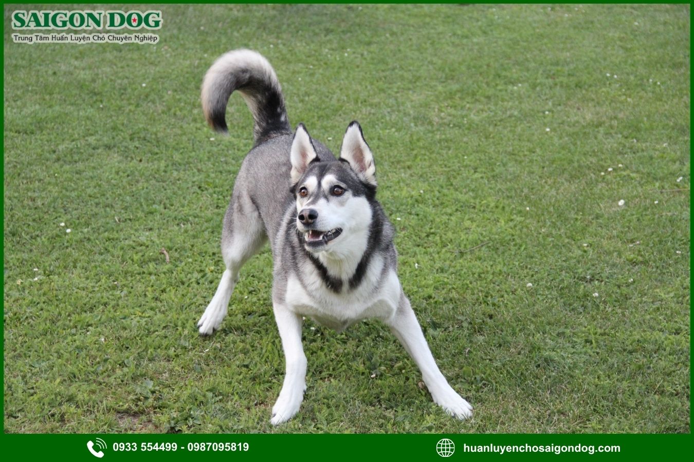Những lưu ý quan trọng khi huấn luyện chó Husky