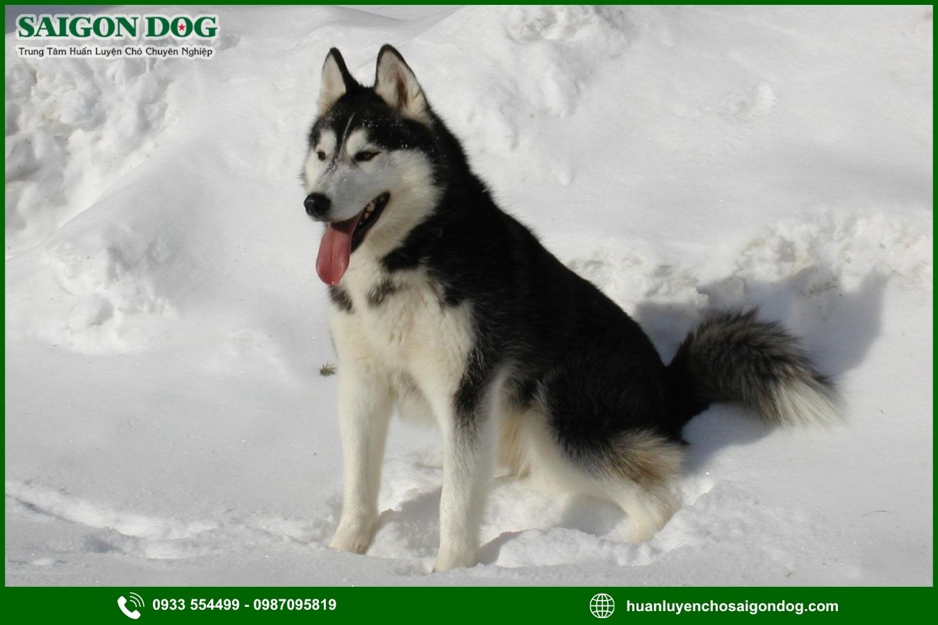 Những lưu ý quan trọng khi huấn luyện chó Husky