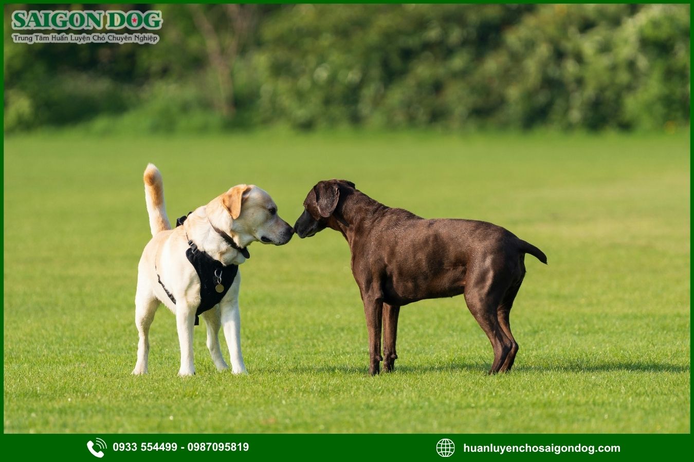 Những lưu ý quan trọng khi huấn luyện chó Labrador Retriever