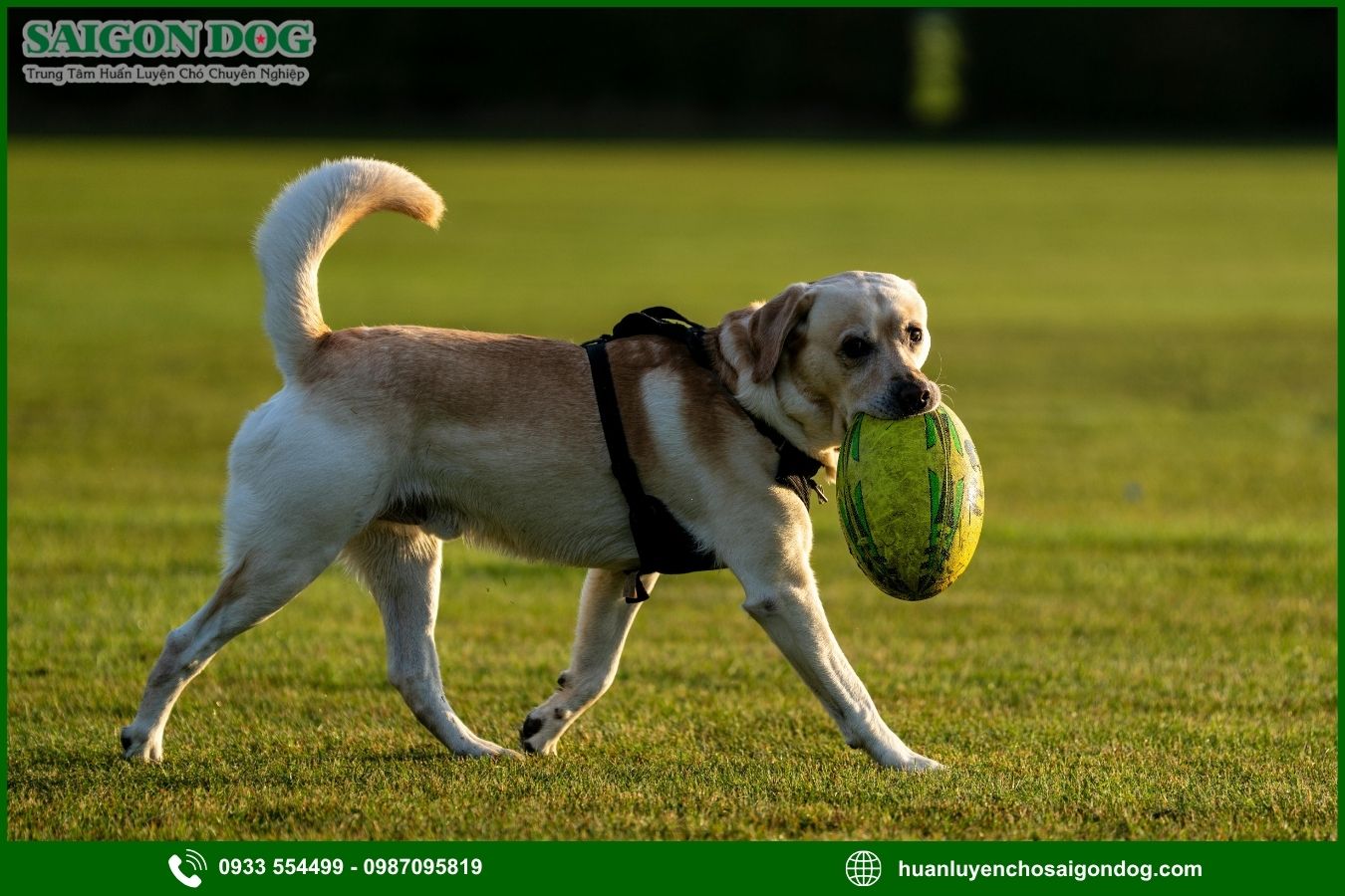Những lưu ý quan trọng khi huấn luyện chó Labrador Retriever