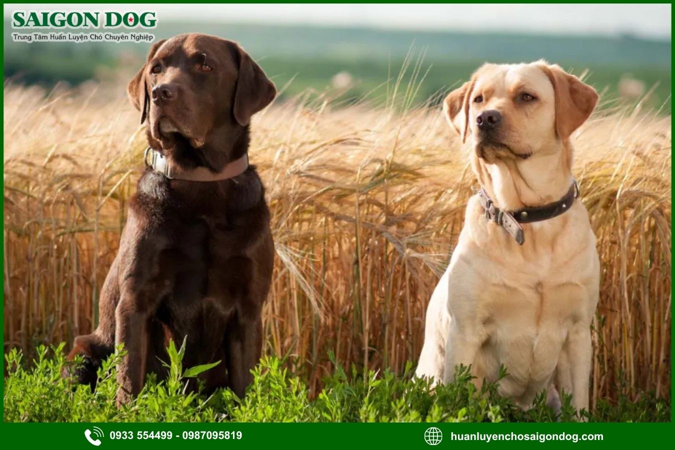Những lưu ý quan trọng khi huấn luyện chó Labrador Retriever