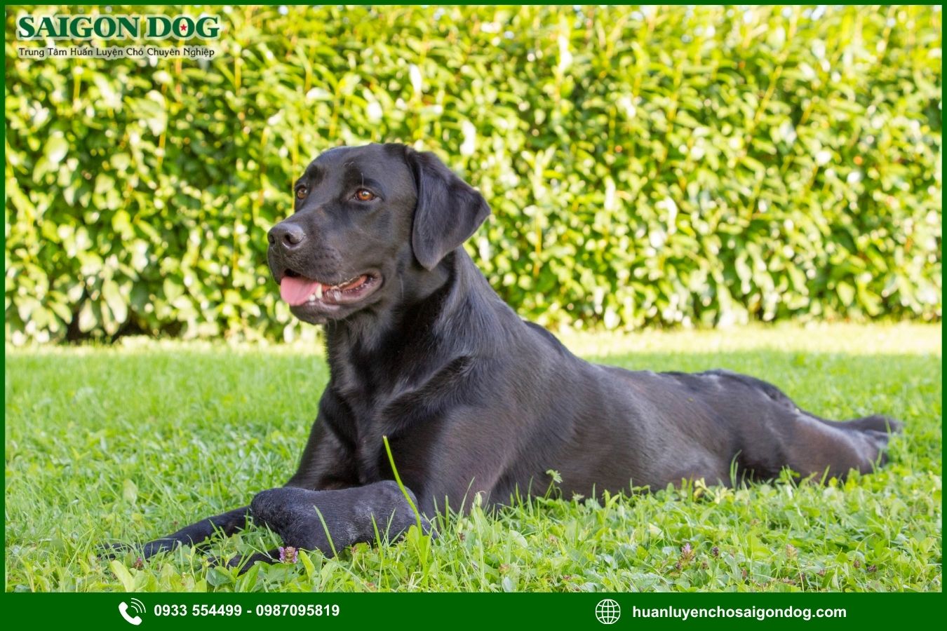 Những lưu ý quan trọng khi huấn luyện chó Labrador Retriever