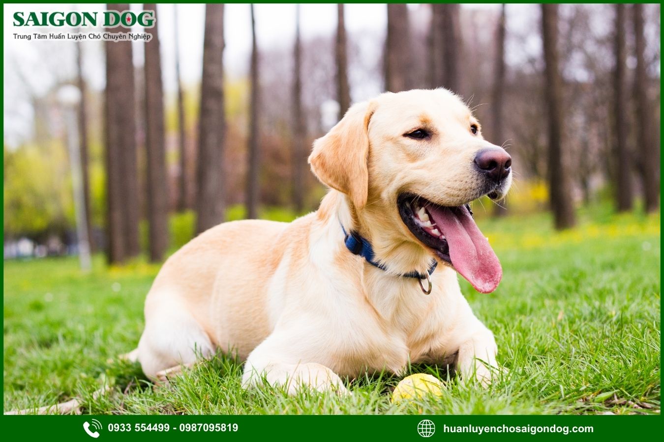 Những lưu ý quan trọng khi huấn luyện chó Labrador Retriever