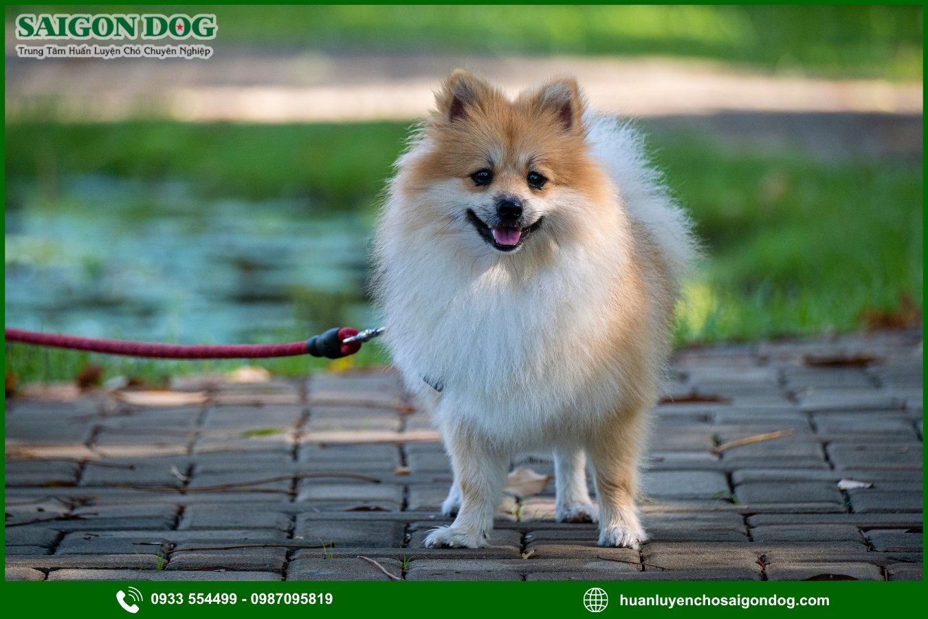 Những lưu ý quan trọng khi huấn luyện chó Phốc sóc