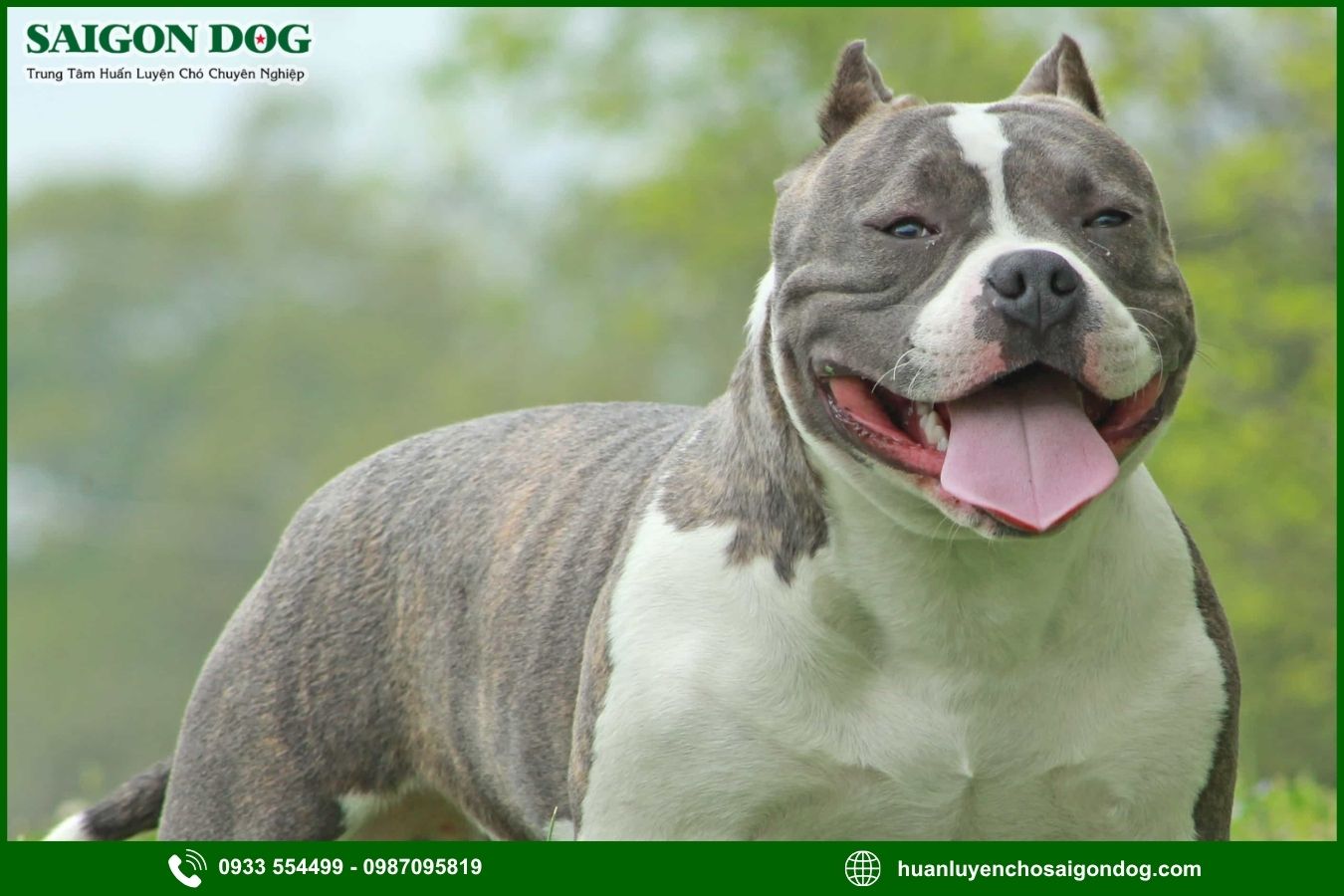 Những lưu ý quan trọng khi huấn luyện chó Pitbull