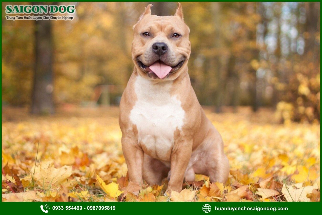 Những lưu ý quan trọng khi huấn luyện chó Pitbull
