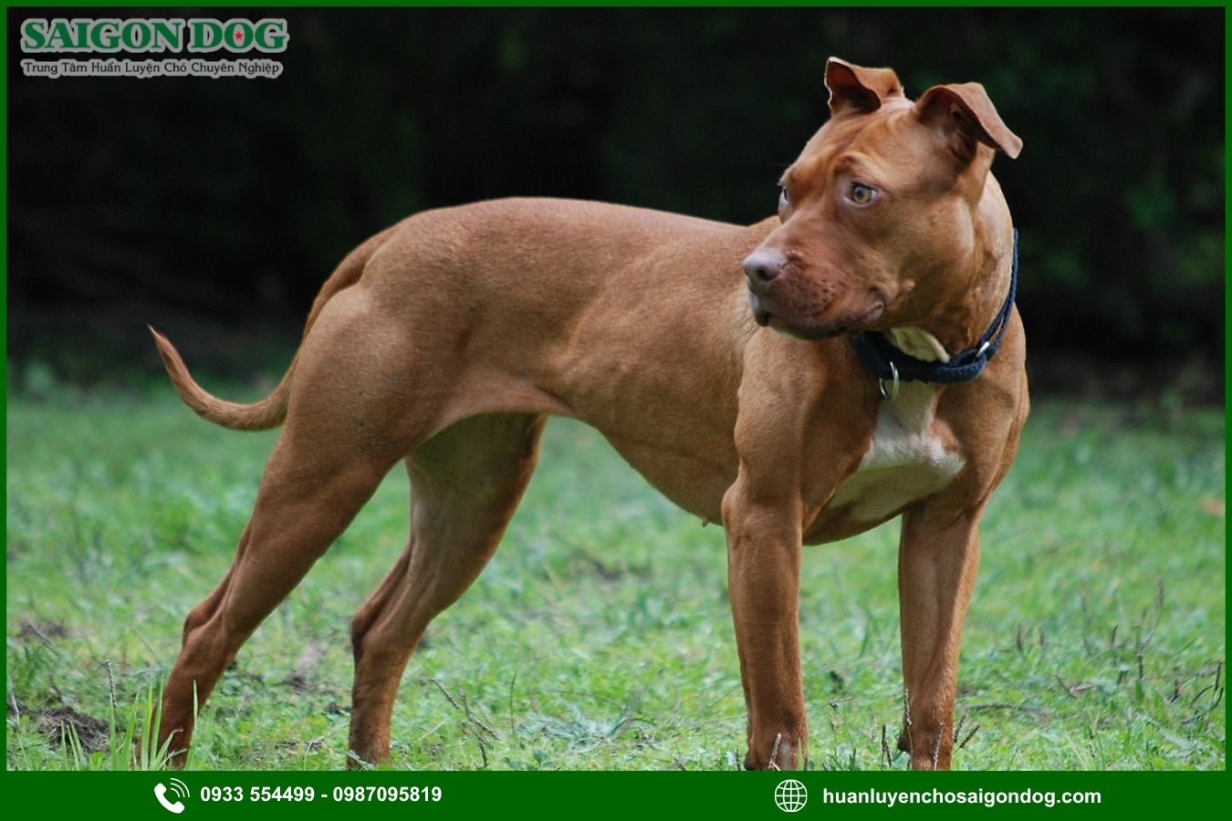 Những lưu ý quan trọng khi huấn luyện chó Pitbull