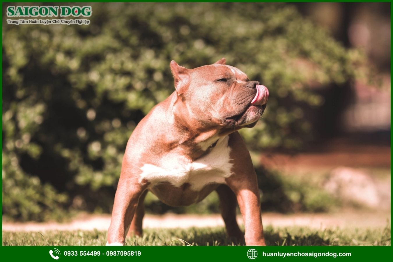 Những lưu ý quan trọng khi huấn luyện chó Pitbull