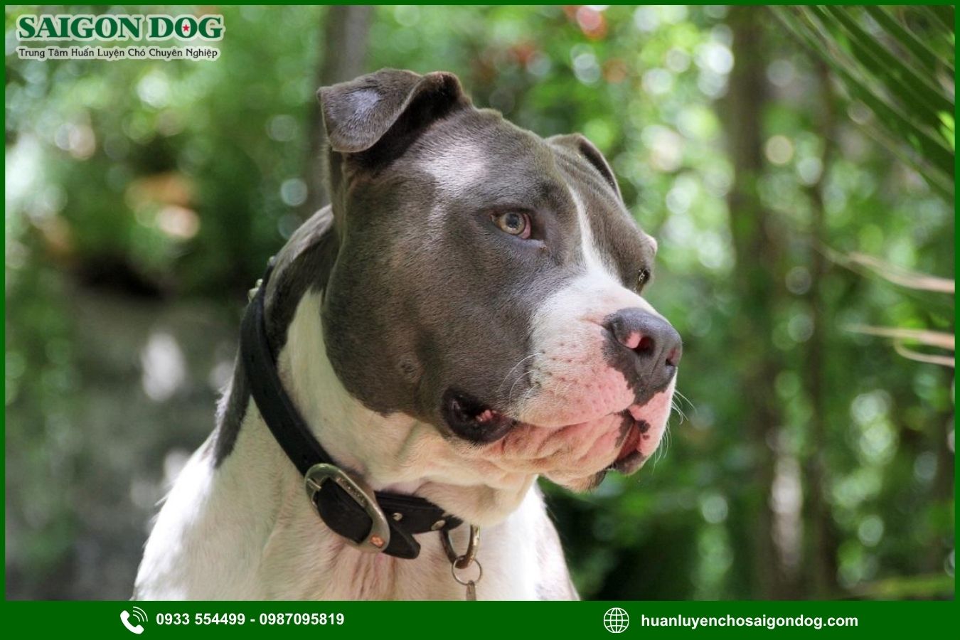 Những lưu ý quan trọng khi huấn luyện chó Pitbull