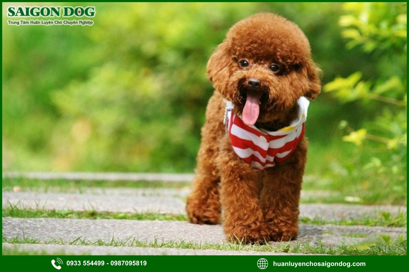 Những lưu ý quan trọng khi huấn luyện chó Poodle