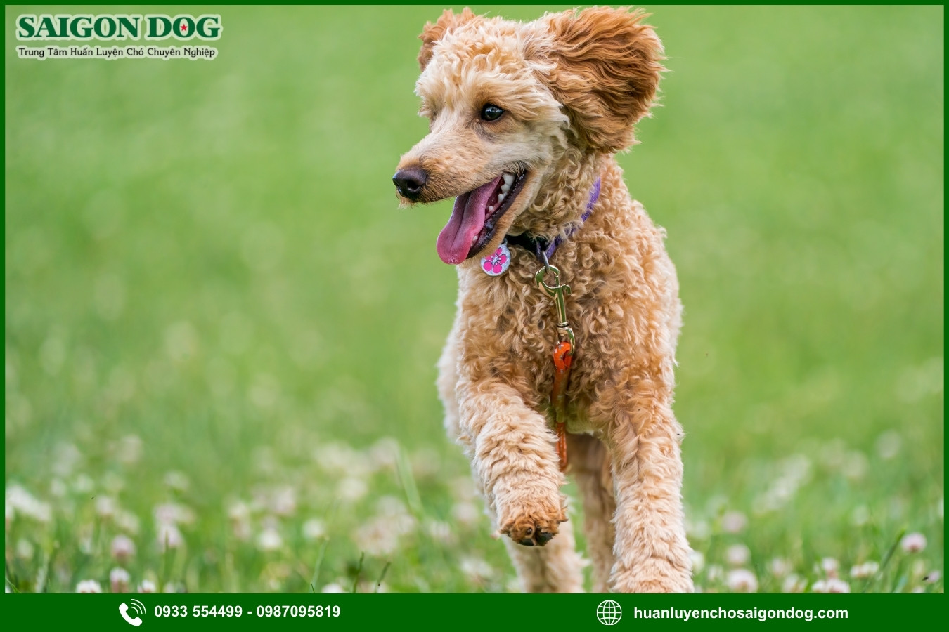 Những lưu ý quan trọng khi huấn luyện chó Poodle