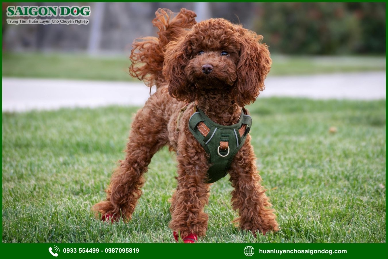 Những lưu ý quan trọng khi huấn luyện chó Poodle