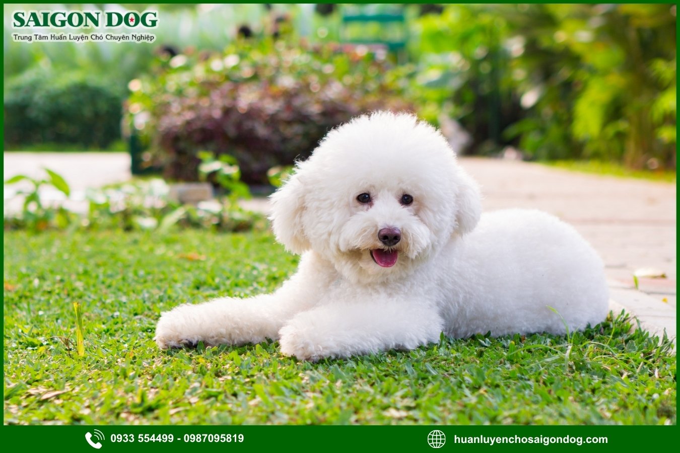 Những lưu ý quan trọng khi huấn luyện chó Poodle