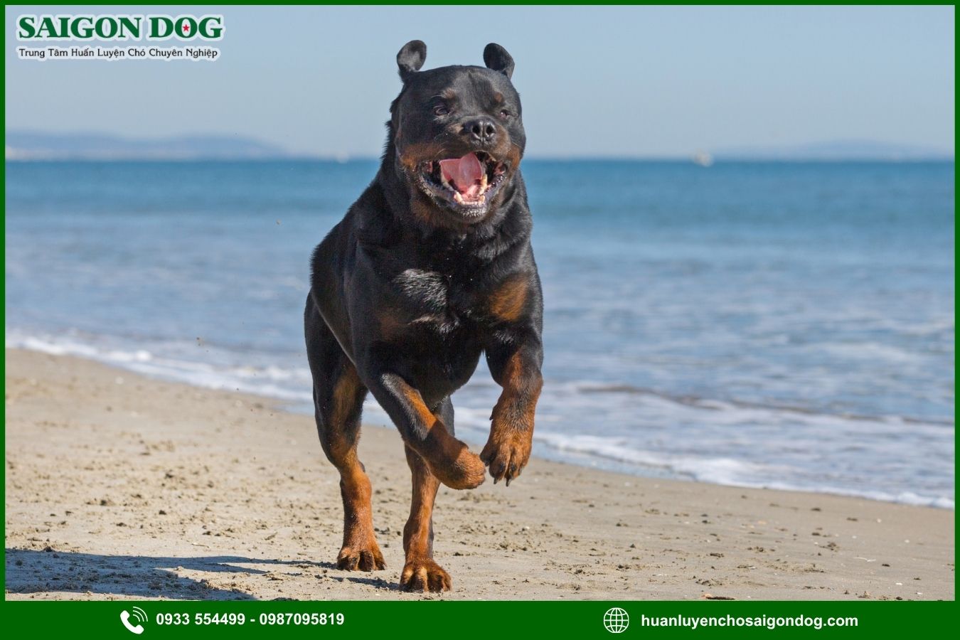 Những lưu ý quan trọng khi huấn luyện chó Rottweiler