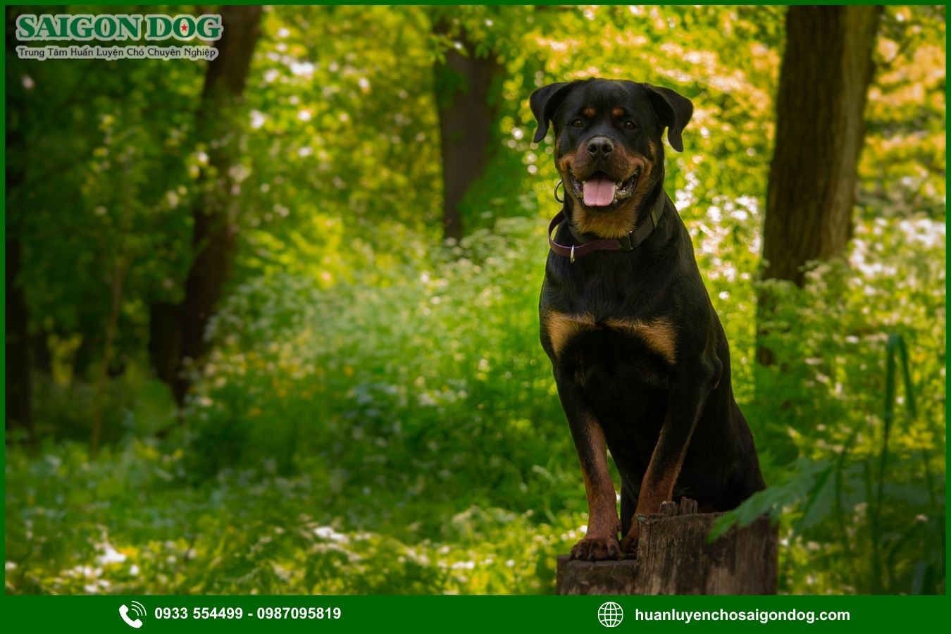 Những lưu ý quan trọng khi huấn luyện chó Rottweiler