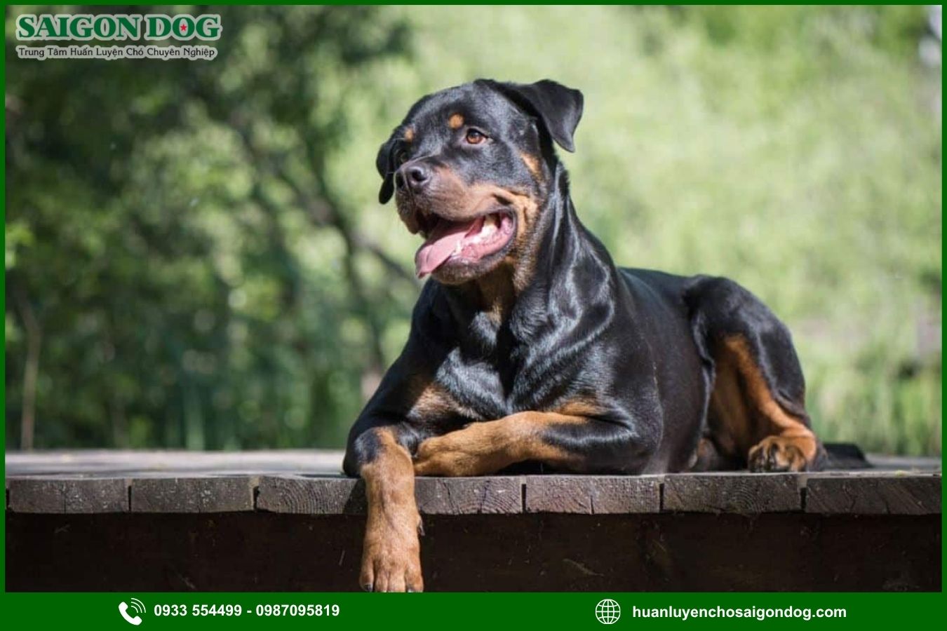 Những lưu ý quan trọng khi huấn luyện chó Rottweiler