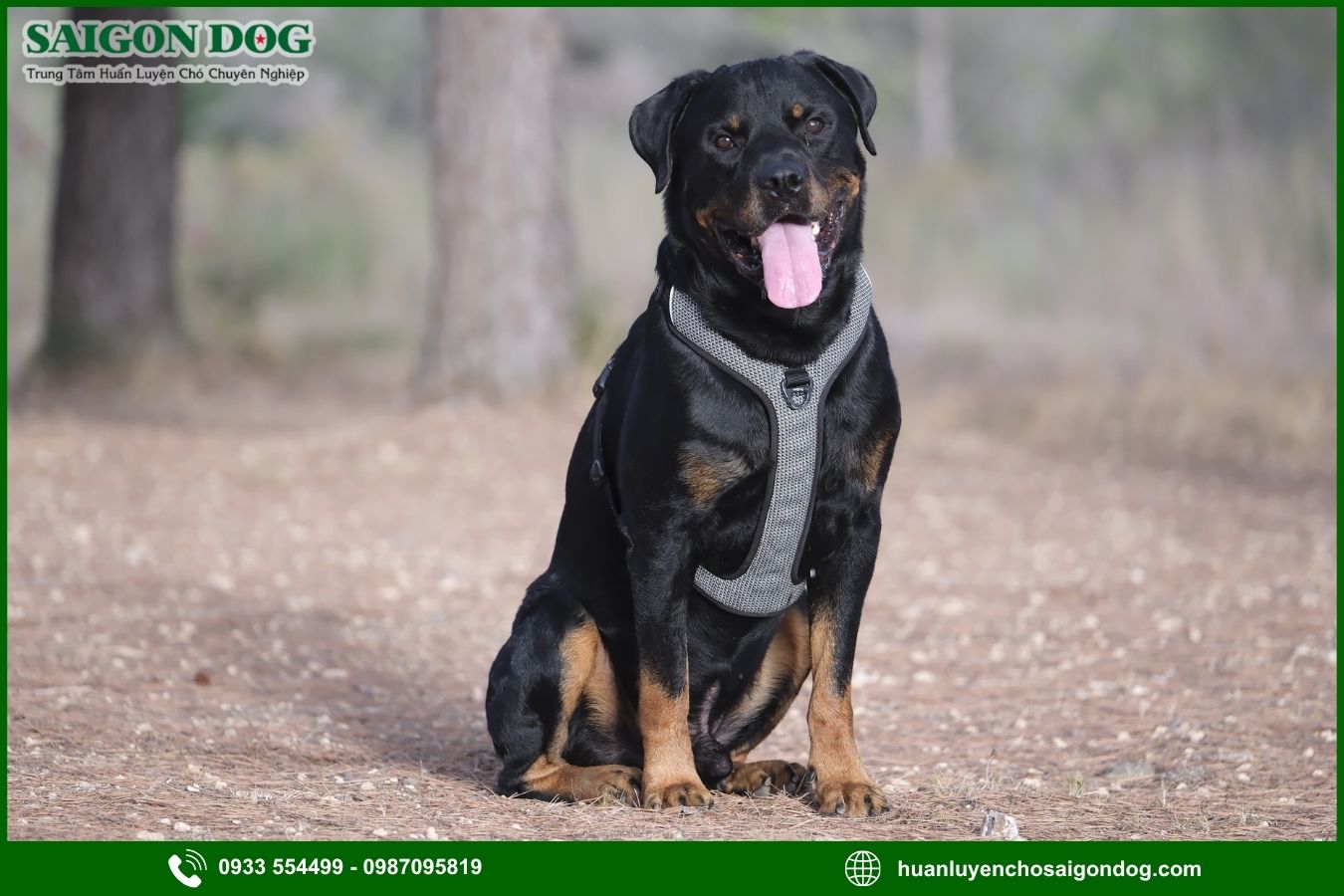 Những lưu ý quan trọng khi huấn luyện chó Rottweiler