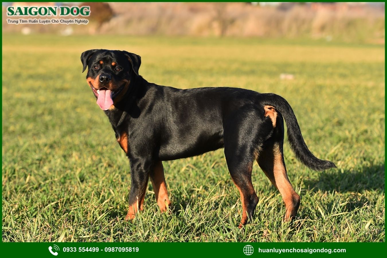 Những lưu ý quan trọng khi huấn luyện chó Rottweiler