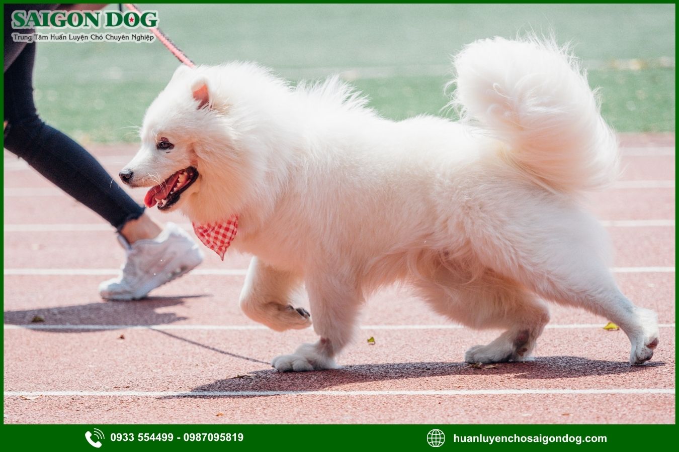 Những lưu ý quan trọng khi huấn luyện chó Samoyed