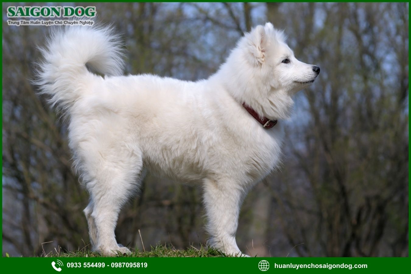Những lưu ý quan trọng khi huấn luyện chó Samoyed
