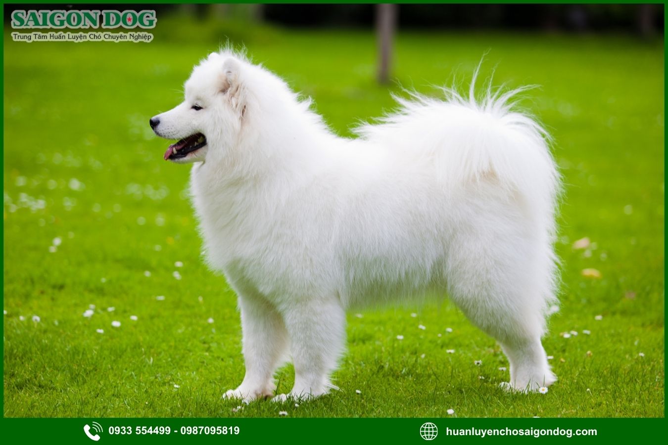 Những lưu ý quan trọng khi huấn luyện chó Samoyed