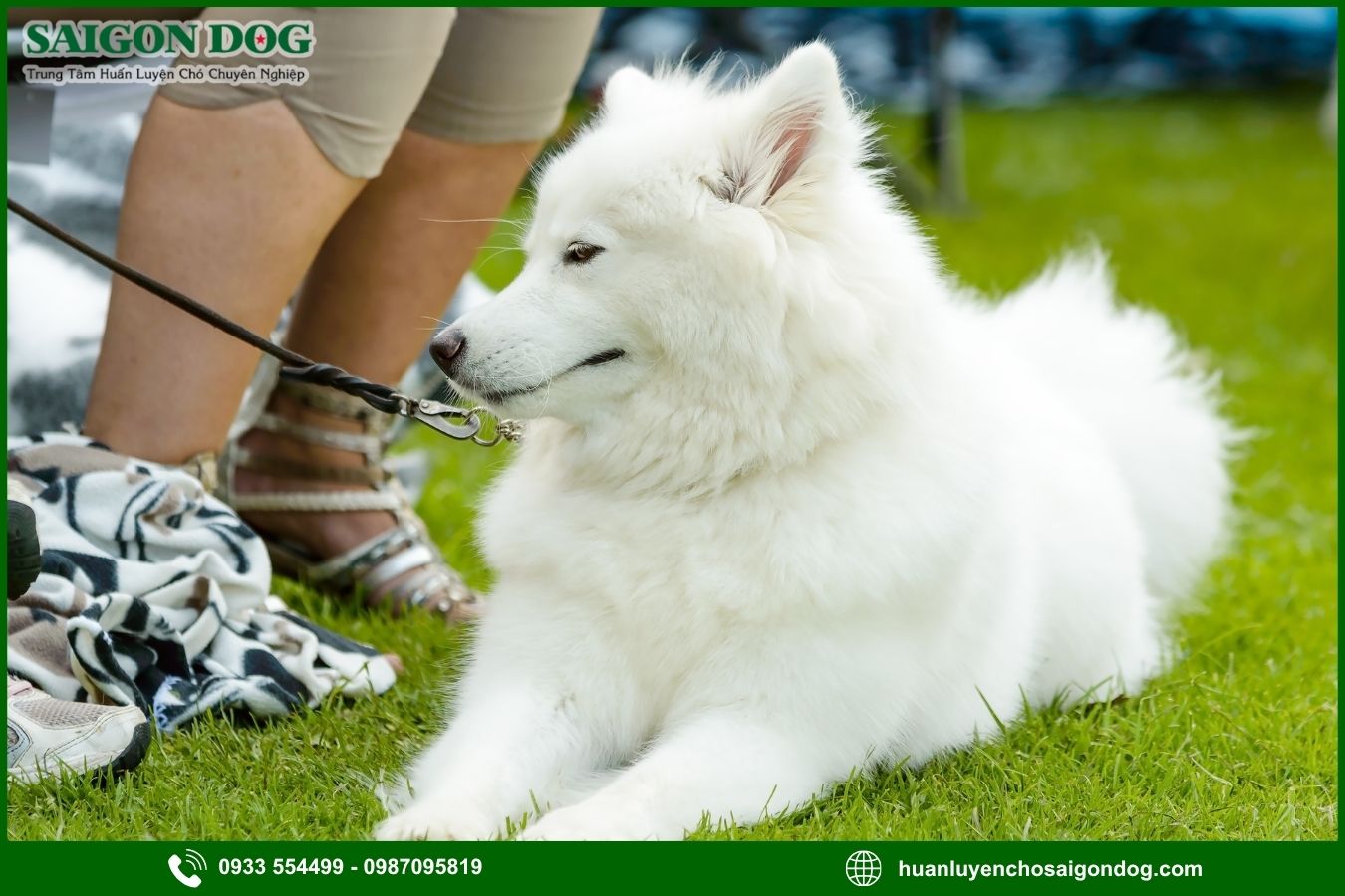 Những lưu ý quan trọng khi huấn luyện chó Samoyed