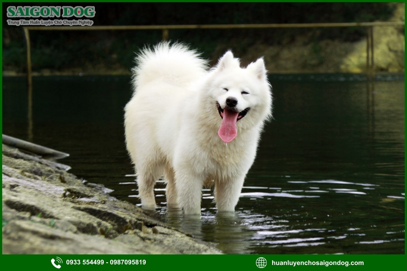 Những lưu ý quan trọng khi huấn luyện chó Samoyed