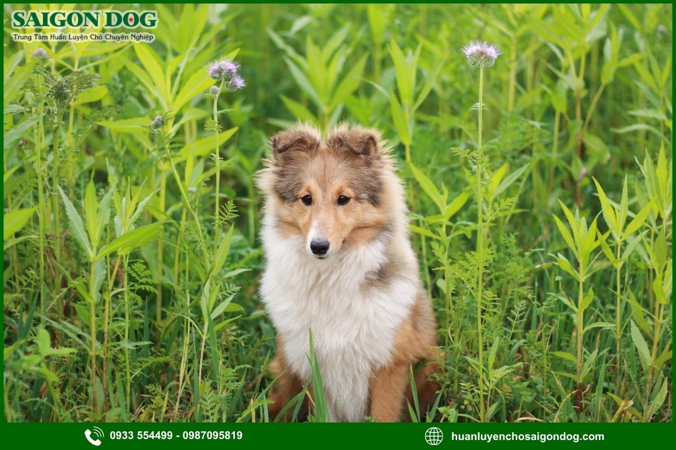 Những lưu ý quan trọng khi huấn luyện chó Shetland