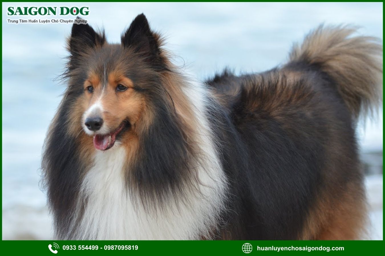 Những lưu ý quan trọng khi huấn luyện chó Shetland