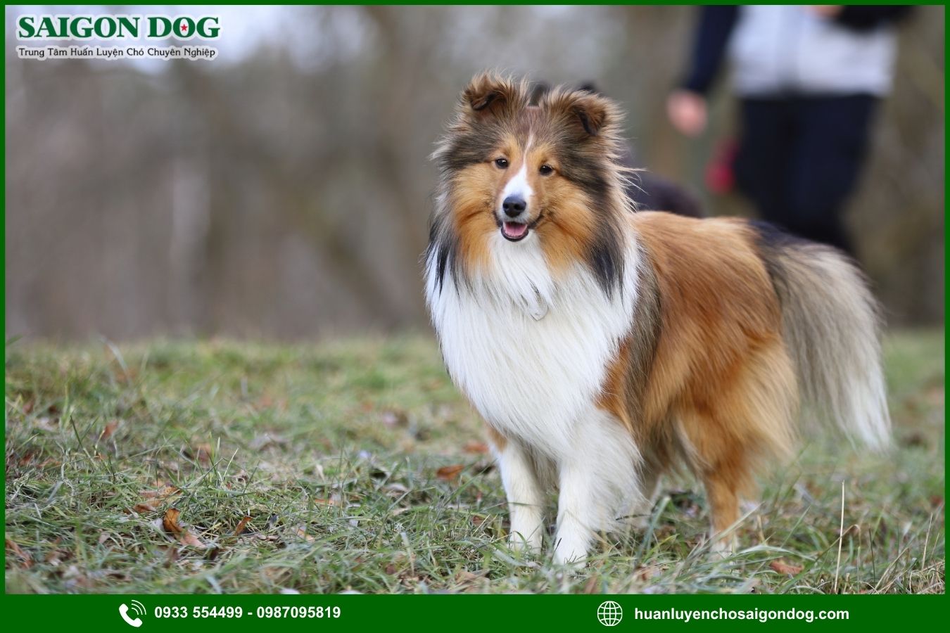 Những lưu ý quan trọng khi huấn luyện chó Shetland
