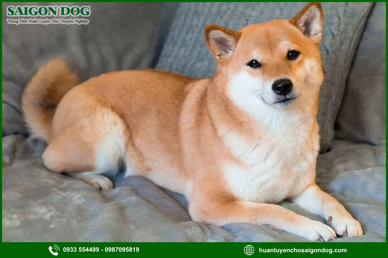 Những lưu ý quan trọng khi huấn luyện chó Shiba
