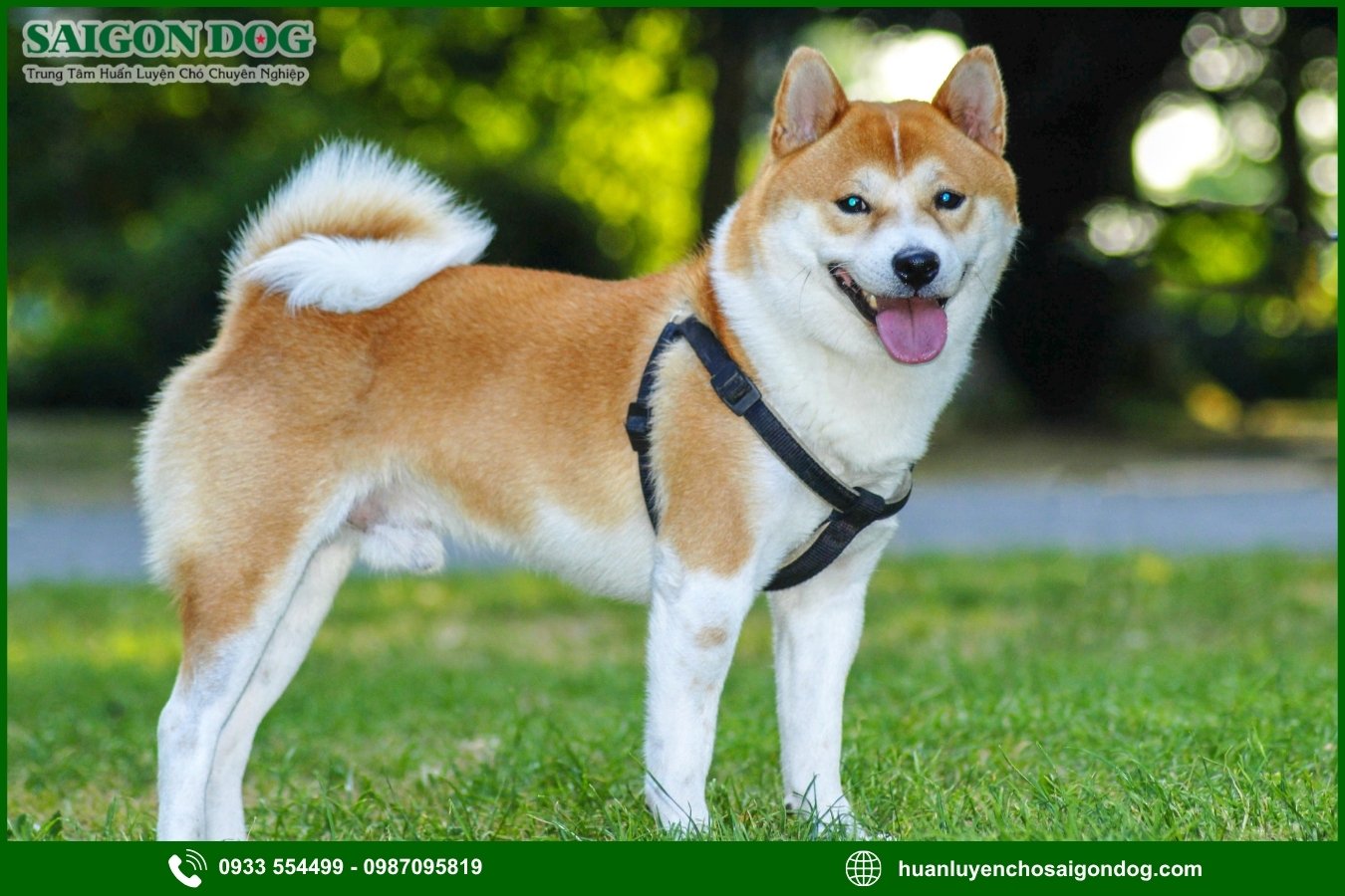 Những lưu ý quan trọng khi huấn luyện chó Shiba
