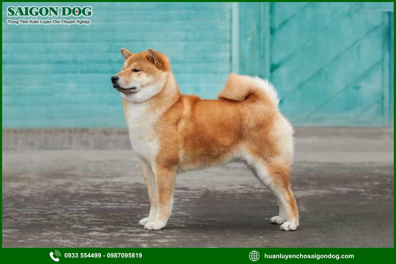 Những lưu ý quan trọng khi huấn luyện chó Shiba